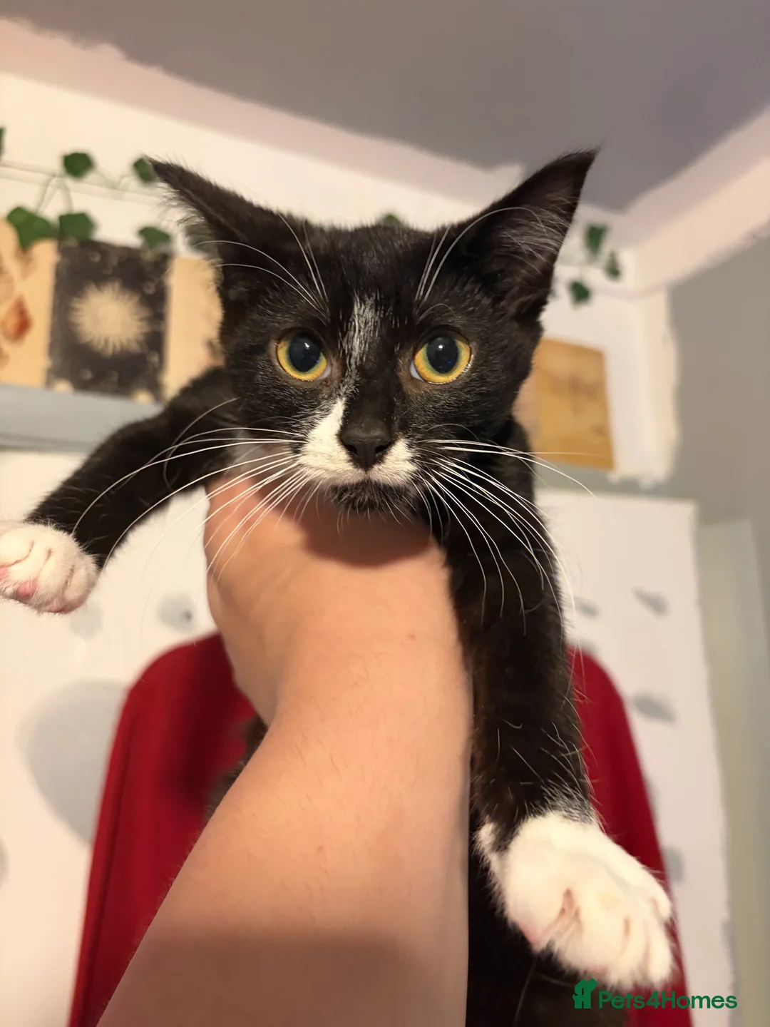 Mixed Breed cats for sale: 4x mixed breed kittens age 5 months old - Advert 9