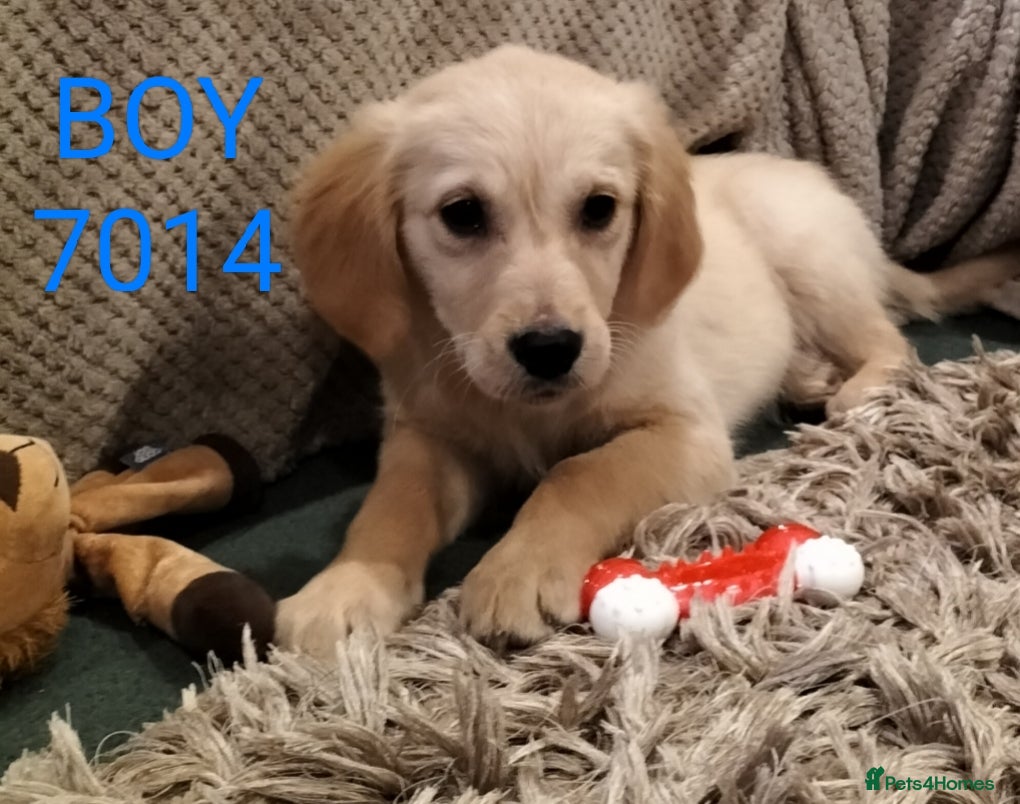 Golden Retriever dogs GOLDEN RETRIEVER PUPS - Advert 18