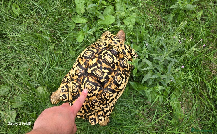 Tortoise reptiles - Advert 1