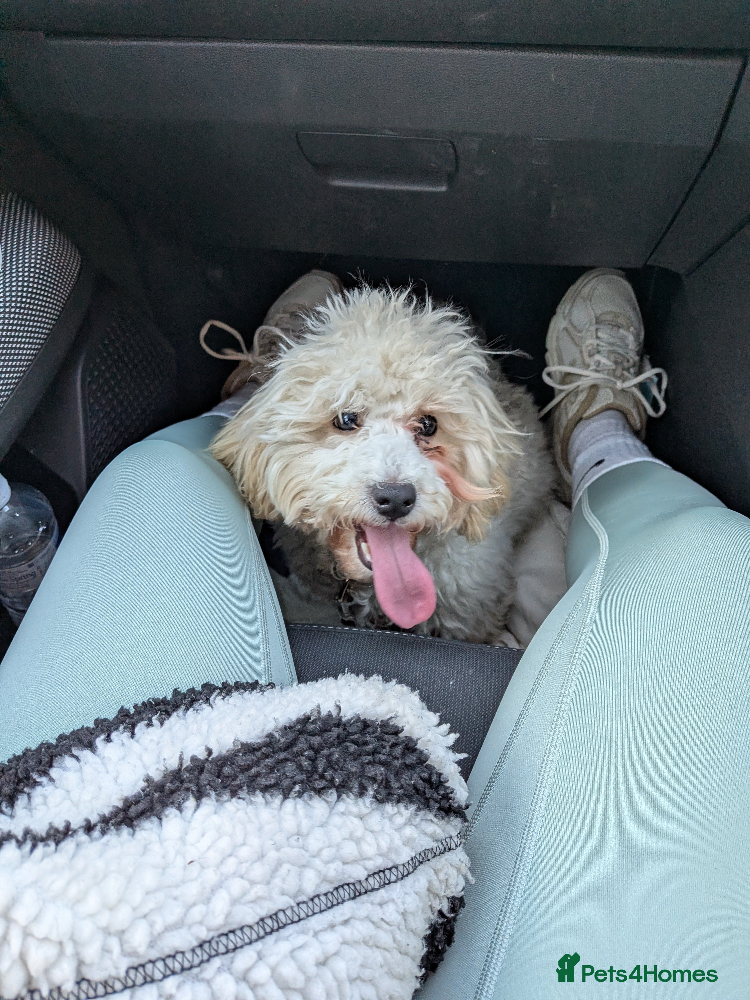 Maltipoo dogs Maple the maltipoo - Advert 6