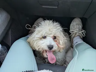 Maltipoo dogs Maple the maltipoo - Advert 1