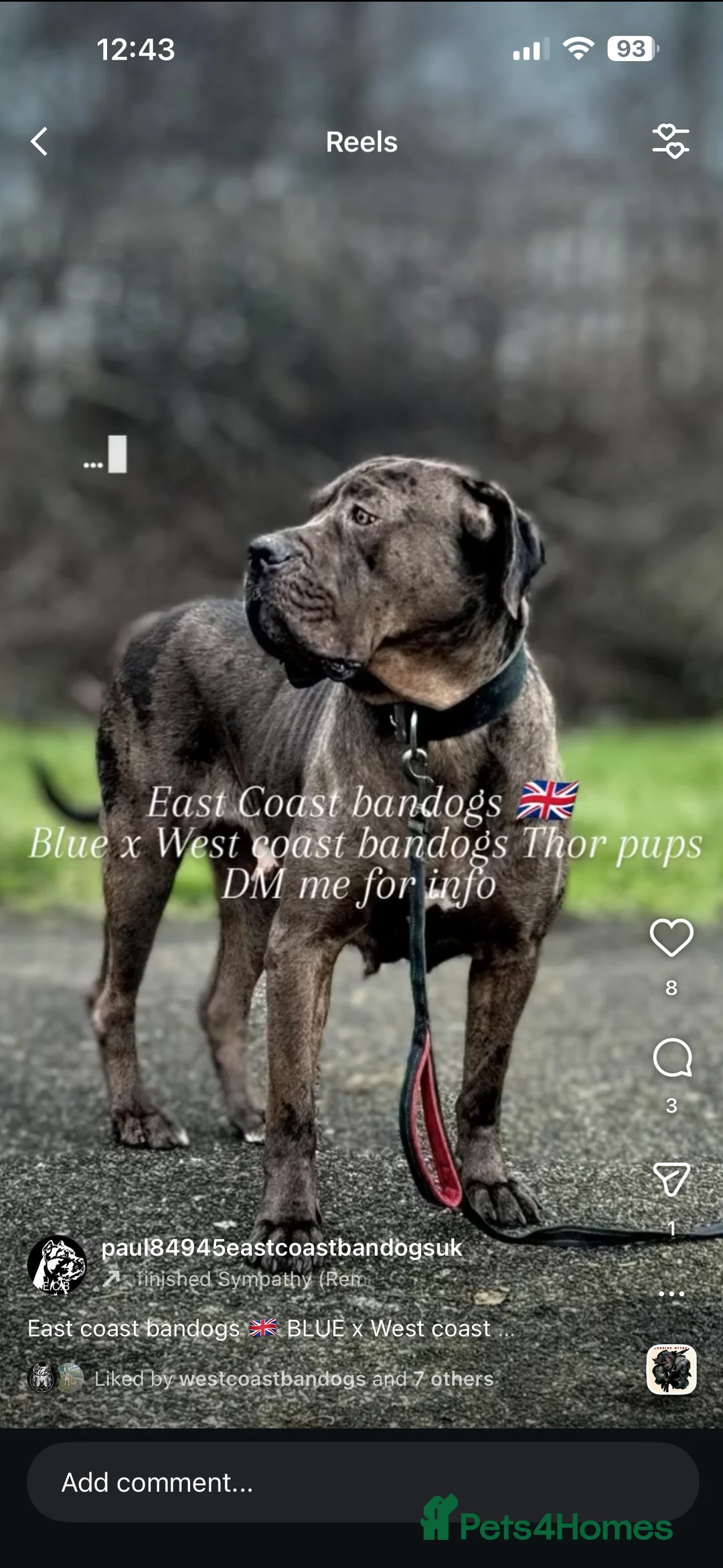 Mixed Breed dogs for sale: Presa X Neo puppies R2G! last available female  - Advert 2