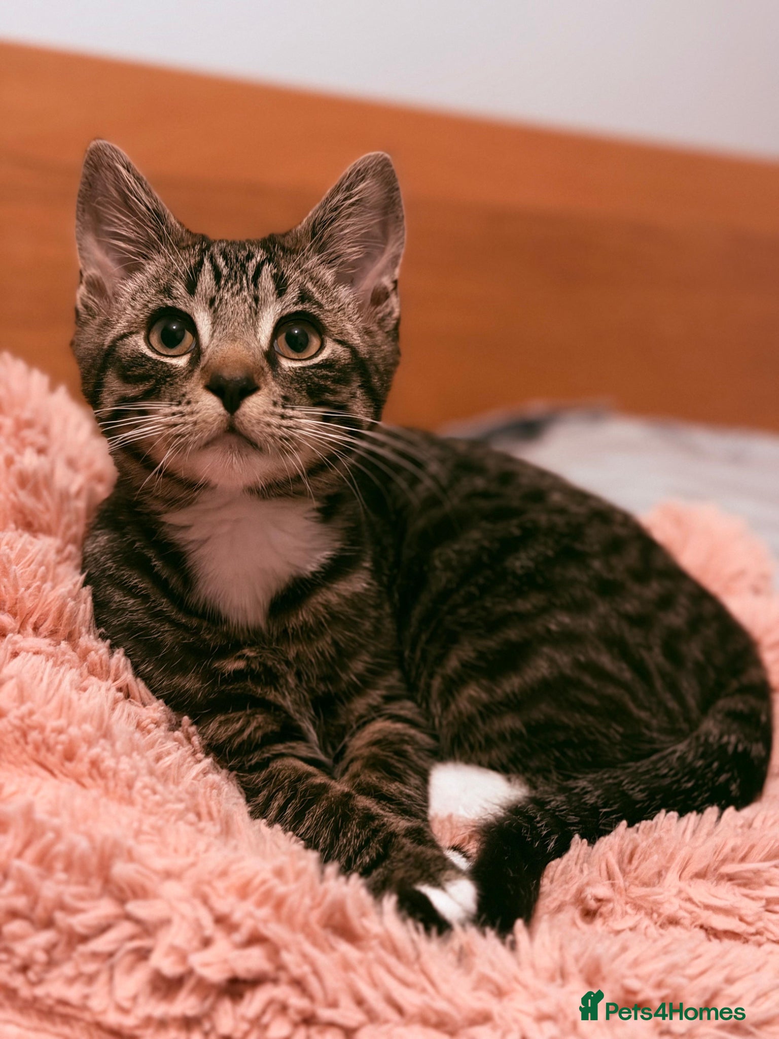 Mixed Breed cats Our handsome bengali x tabby boy needs loving home - Advert 2