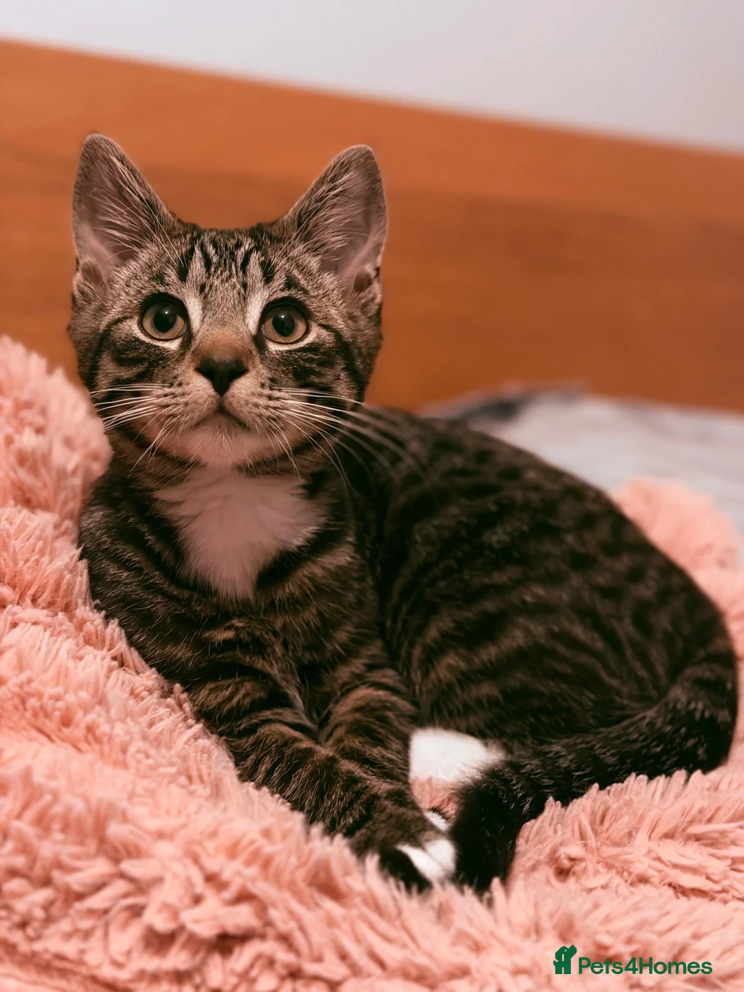 Mixed Breed cats for sale: Our handsome bengali x tabby boy needs loving home in London - Advert 1