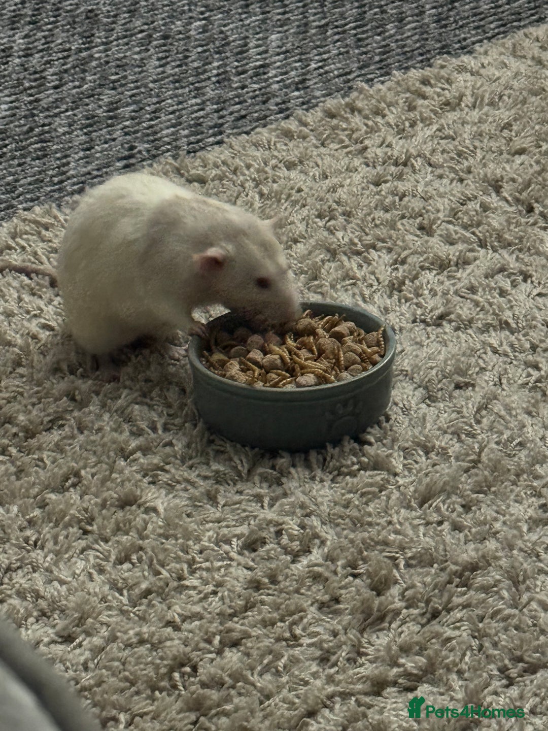 Rat rodents for sale: 4 male rats looking for new home - Advert 3