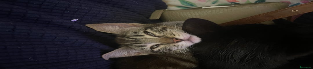 Mixed Breed Kitten 1