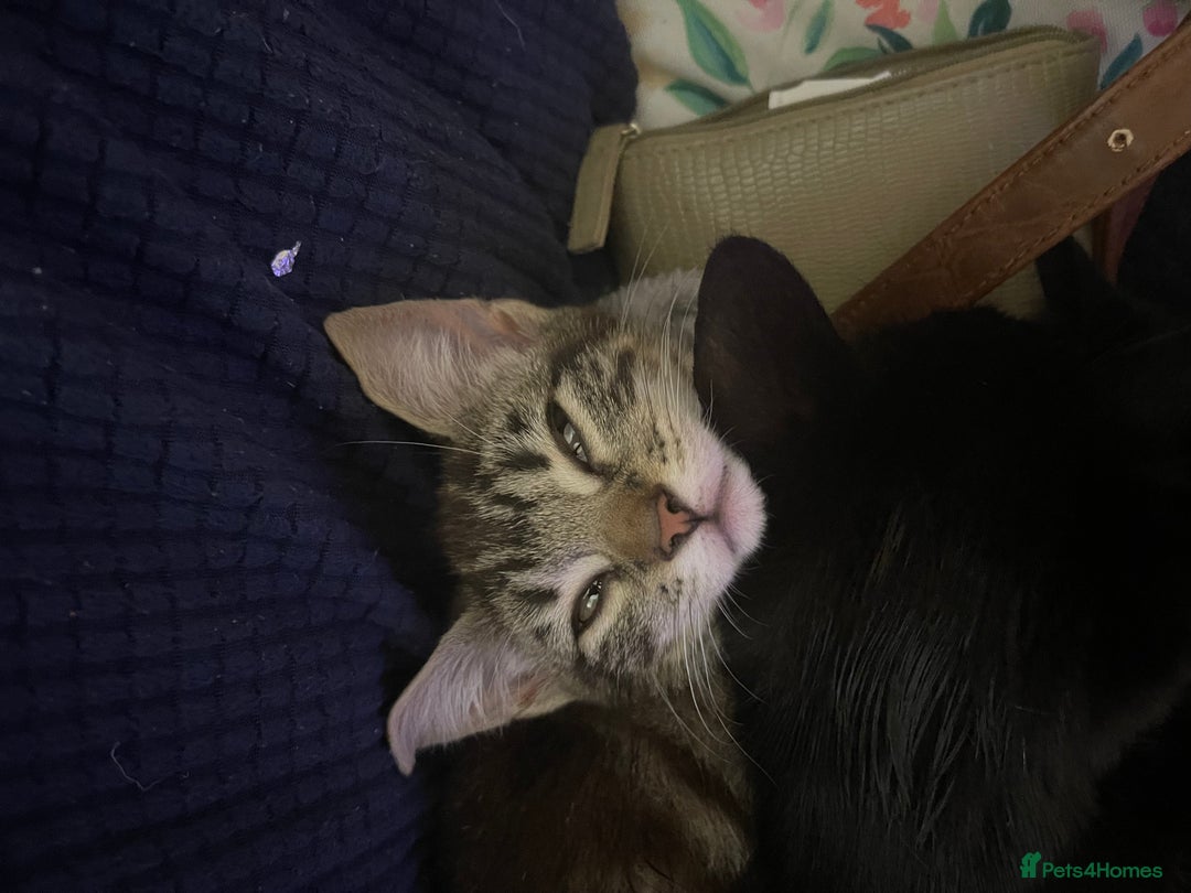 Mixed Breed cats for sale: Mixed breed kittens - Image 4