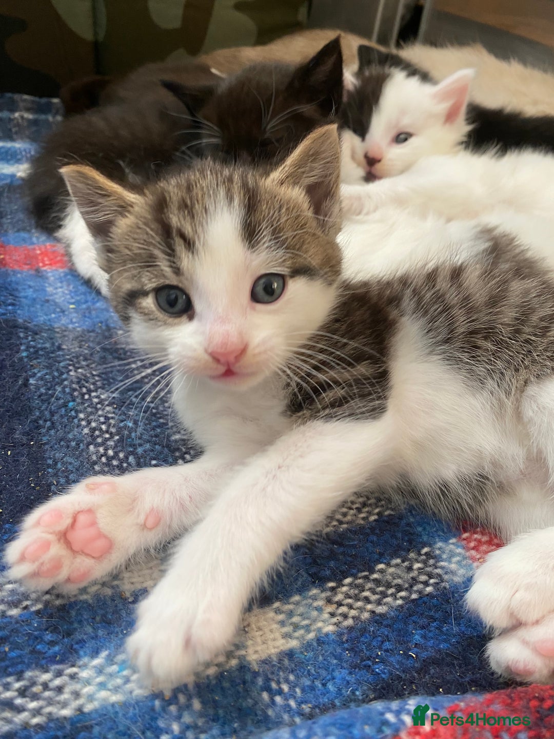 Mixed Breed cats for sale: 5 adorable kittens - Advert 5
