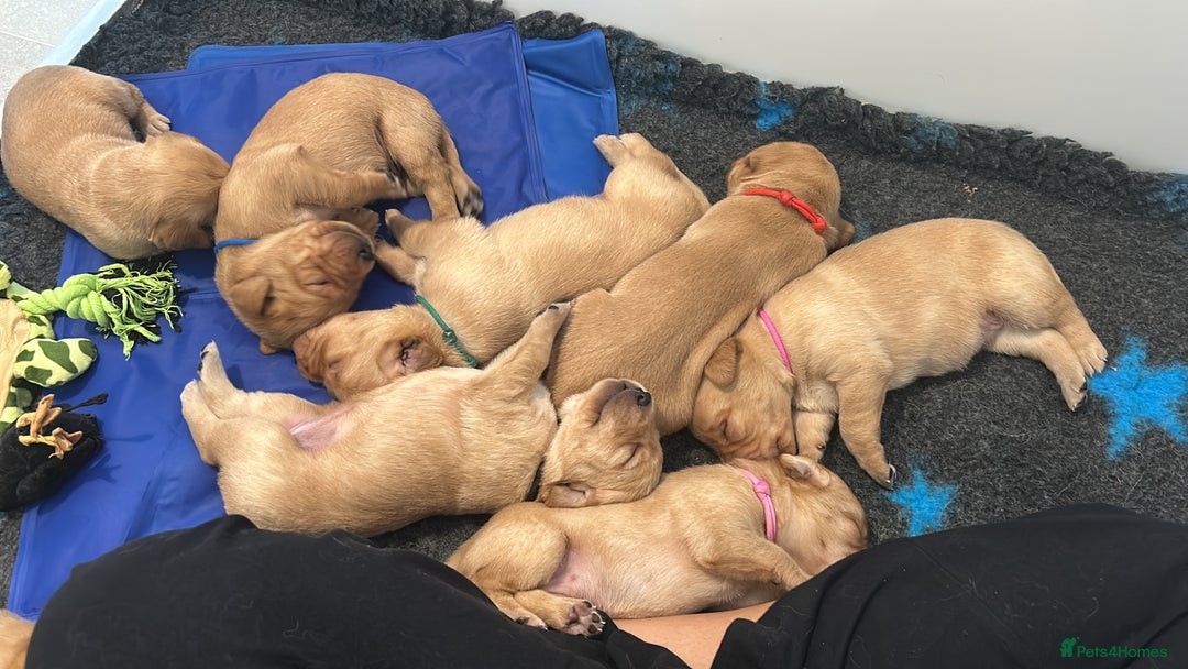 Labrador Retriever dogs for sale: Family/Working bred KC Labradors - Image 8
