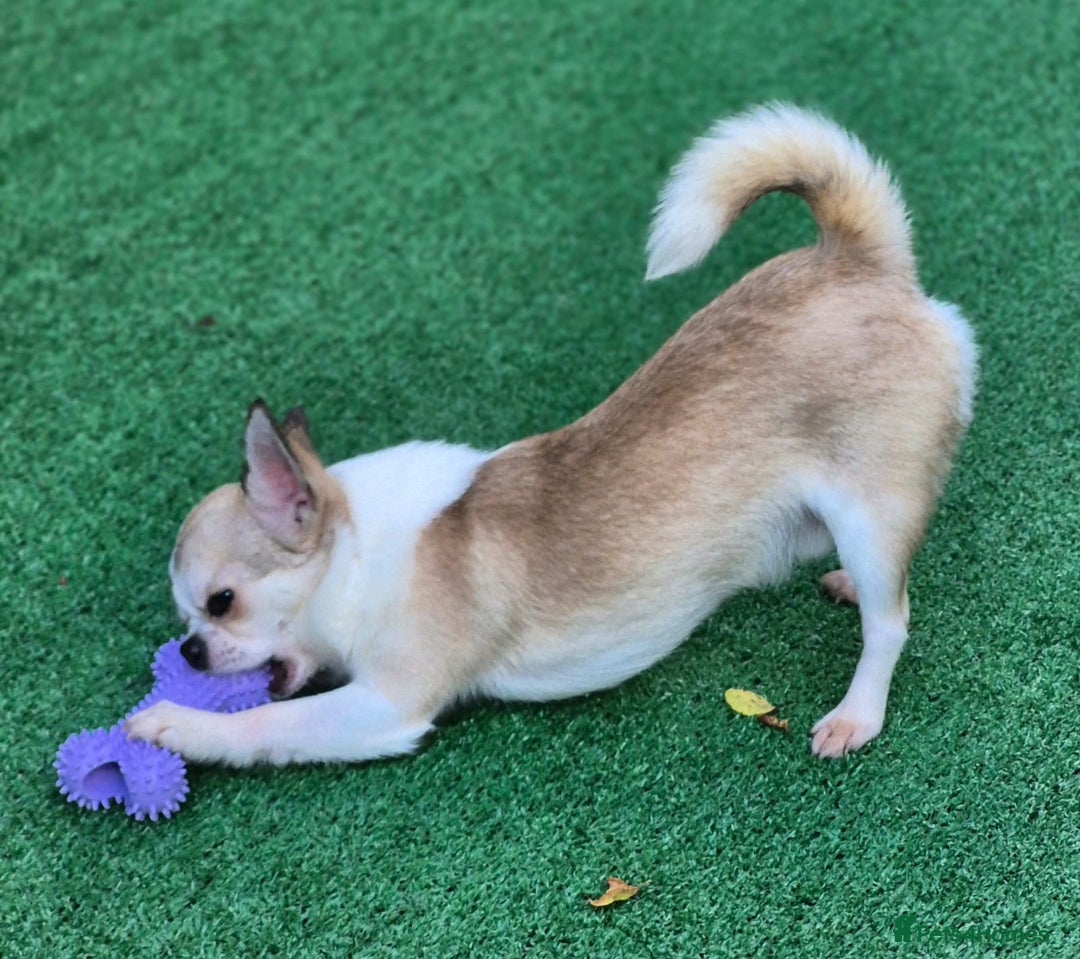 Chihuahua dogs for sale: Beautiful Tiny Young Male Chihuahua AVAILABLE. - Image 6
