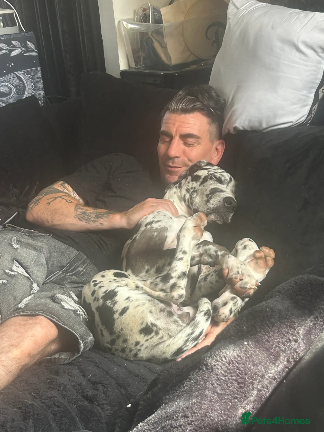Great Dane dogs for sale: 5 month Great Dane girl  in Sheffield - Advert 2