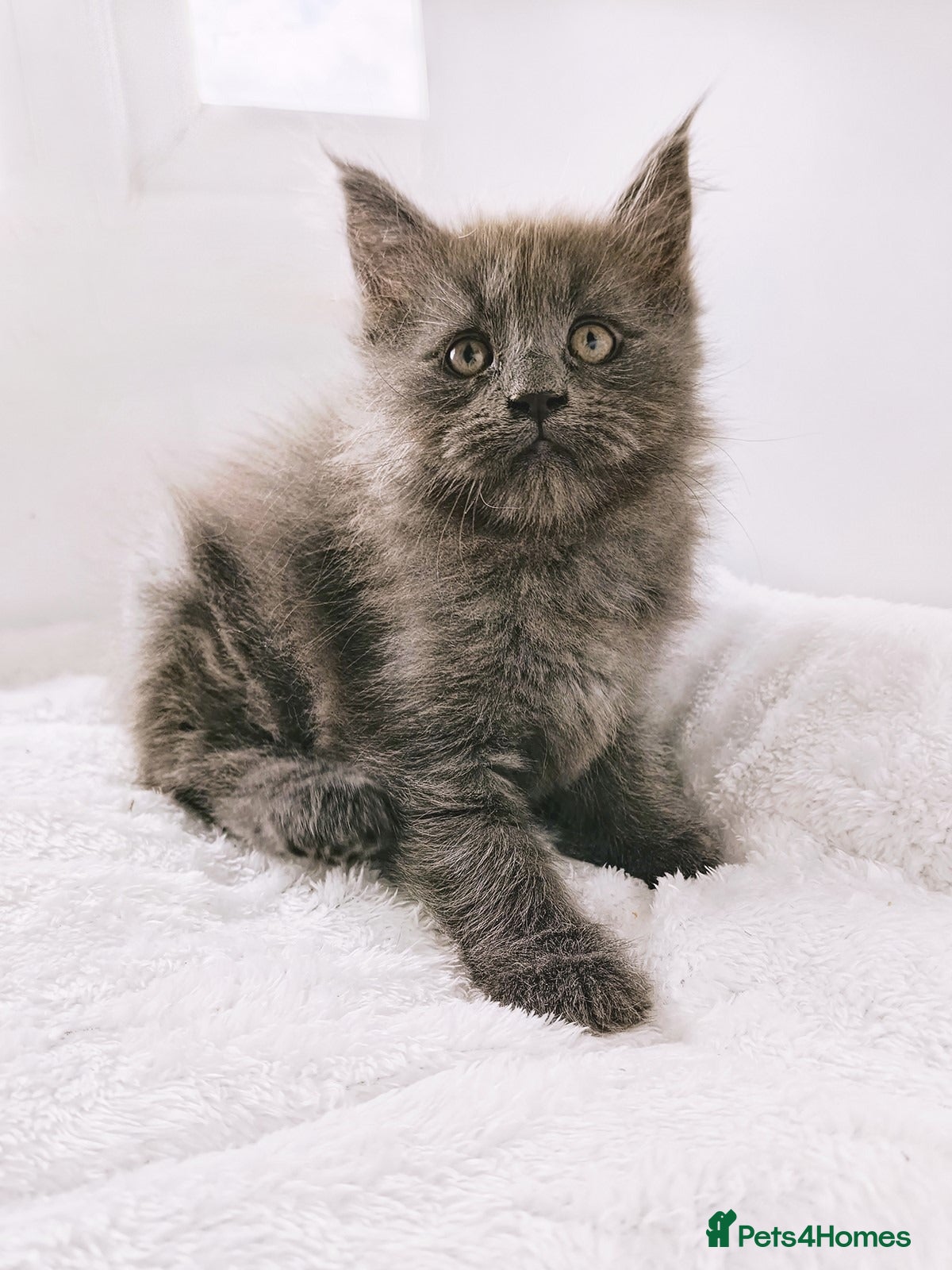 Maine Coon cats XXL Maine coon kittens + DNA health tested - Advert 11