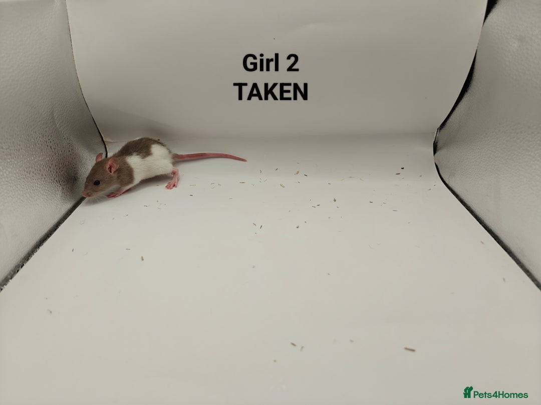 Rat rodents for sale: JAN: 27 Rats (21 Rats: 10 Boys & 11 Girls Left) - Advert 16