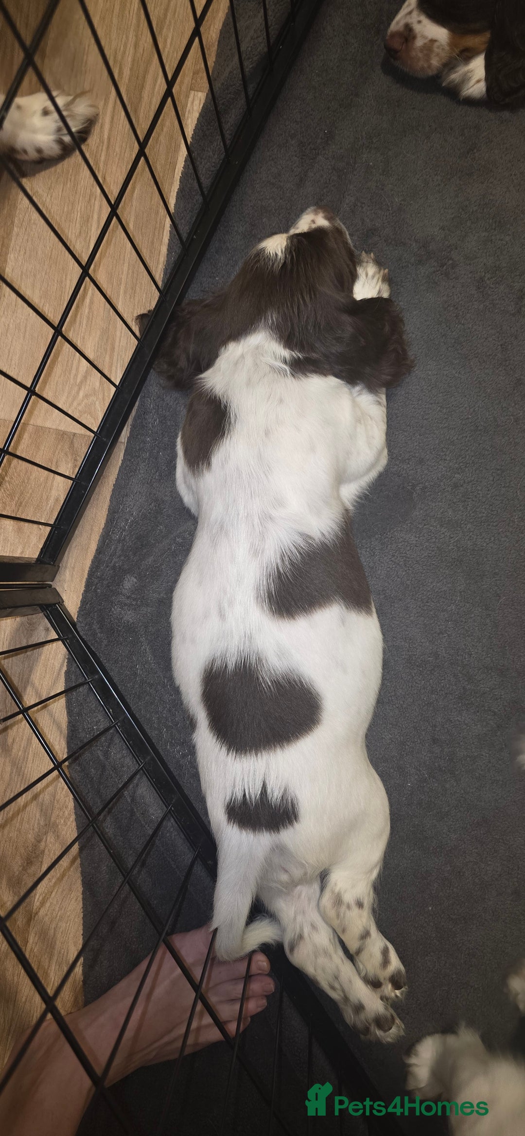 Sprocker dogs for sale: Home-Reared Sprocker Puppies  - Advert 19