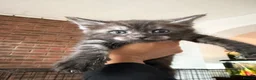 Mixed Breed cats for sale: Half MAINE COON x Domestic Cat - Advert 2