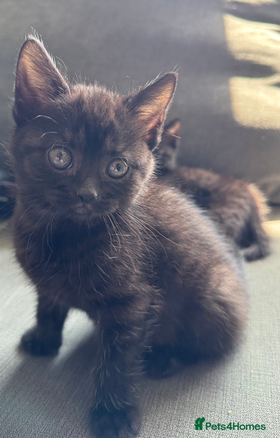 British Shorthair cats for sale: Female kittens  - Image 3