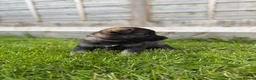 German Shepherd dogs for sale: 🐾 Working line German Shepherd puppies 🐾  - Advert 18
