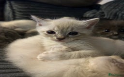 Ragdoll cats for sale: 3 blue lynx and 1  blue Ragdoll x Bengal kittens  - Image 14