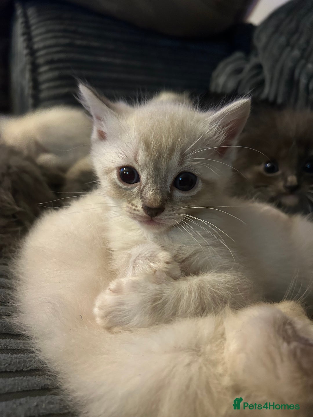 Ragdoll cats for sale: 3 blue lynx and 1  blue Ragdoll x Bengal kittens  - Image 14
