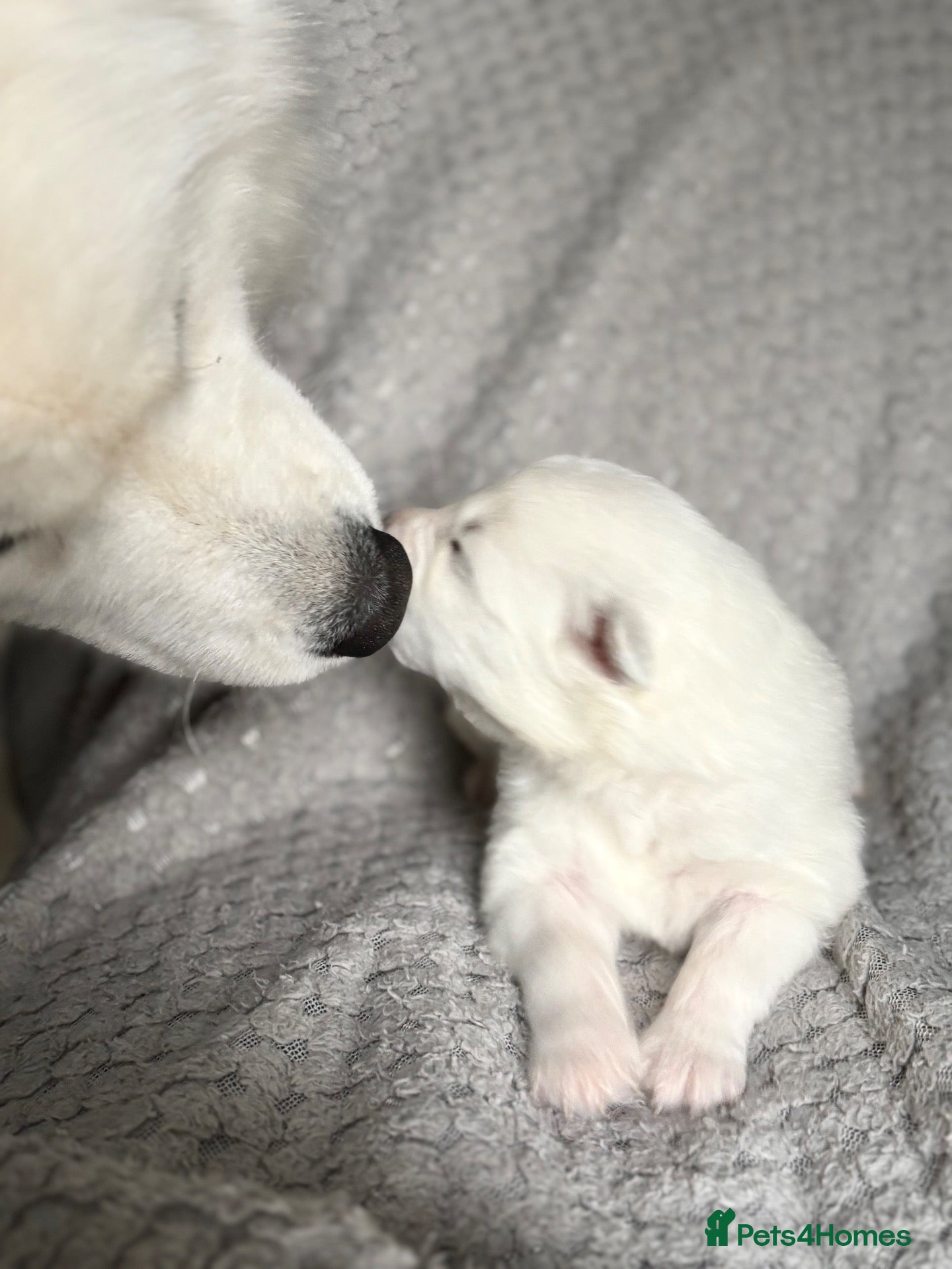 Samoyed dogs for sale: Samoyed Puppies Boys and Girls Ready December - Advert 2