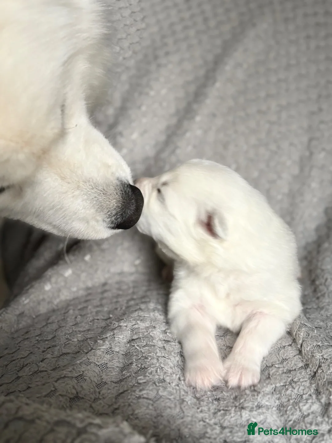 Samoyed dogs for sale: Samoyed Puppies Boys and Girls Ready December - Advert 2