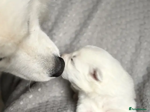 Samoyed dogs for sale: Samoyed Puppies Boys and Girls Ready December - Advert 2