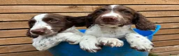 English Springer Spaniel dogs for sale: Throstlegill Gundogs English Springer Spaniel Pups in Barnard Castle - Advert 3