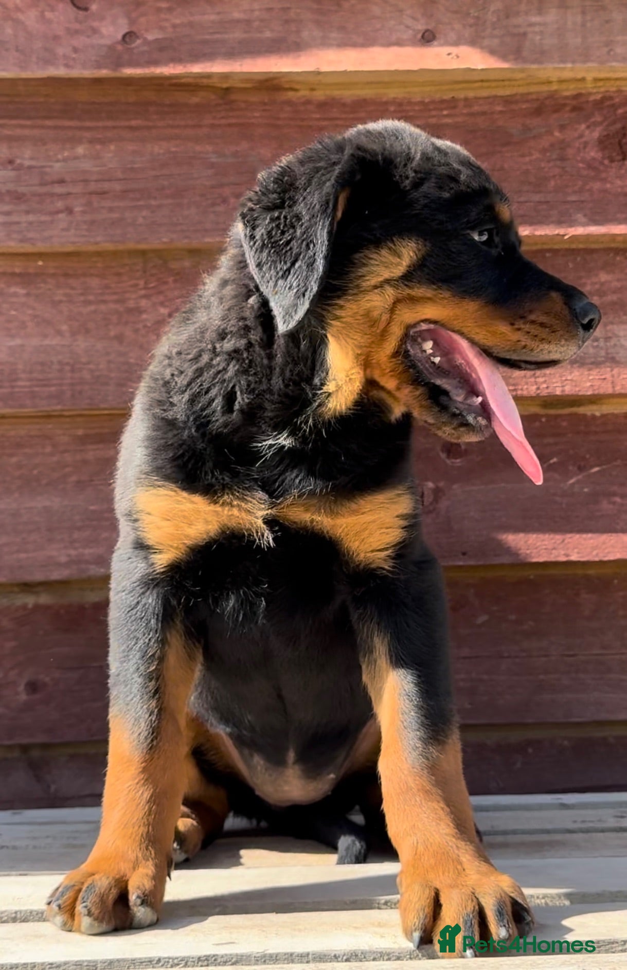 Rottweiler dogs Large European Rottweiler puppies £1500 - Advert 1
