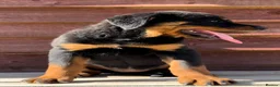 Rottweiler dogs for sale: Rottweiler pups £1250 - Advert 21