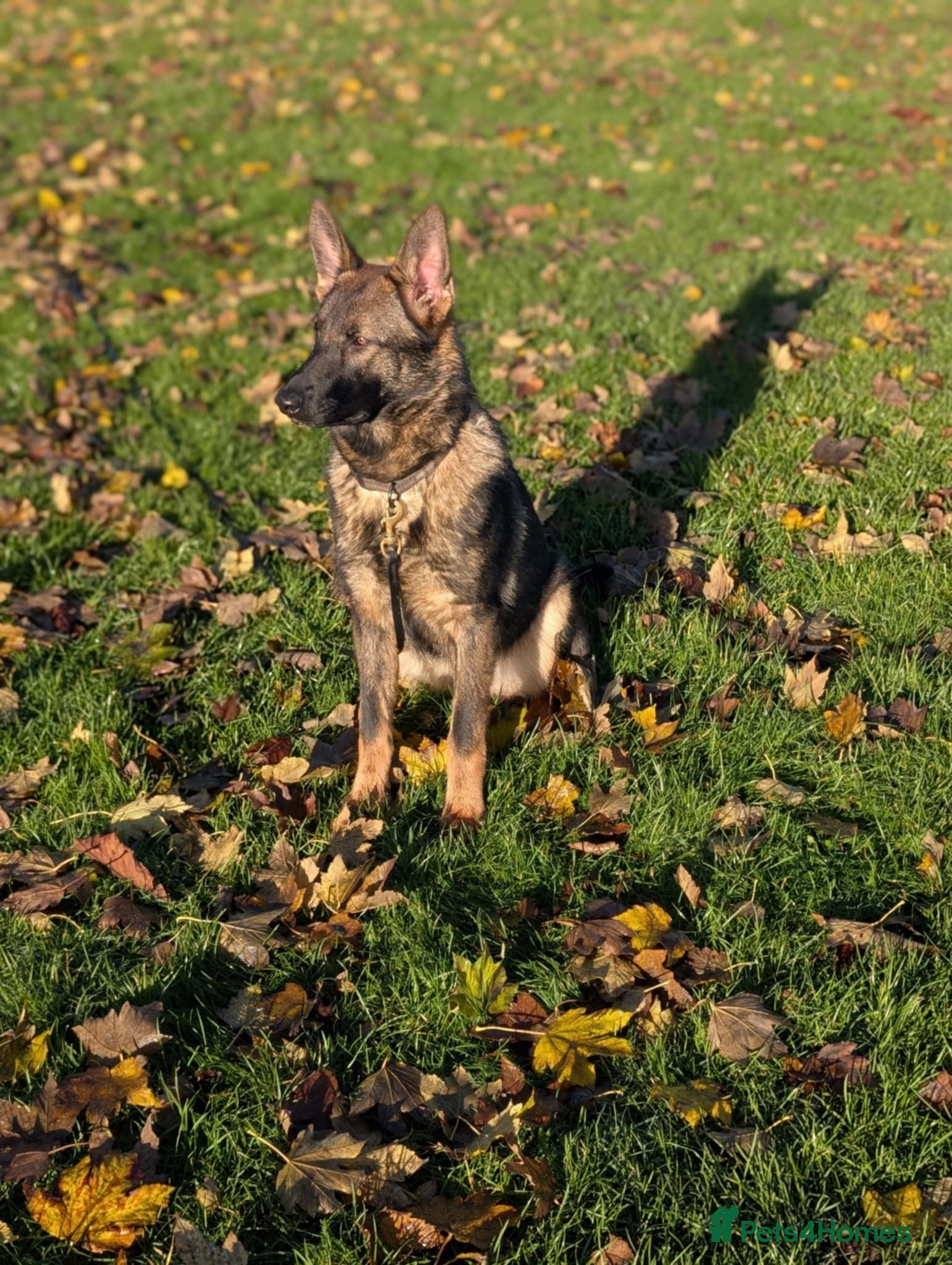 German Shepherd dogs German shepherd  - Advert 2