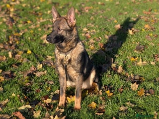 German Shepherd dogs German shepherd - Advert 1