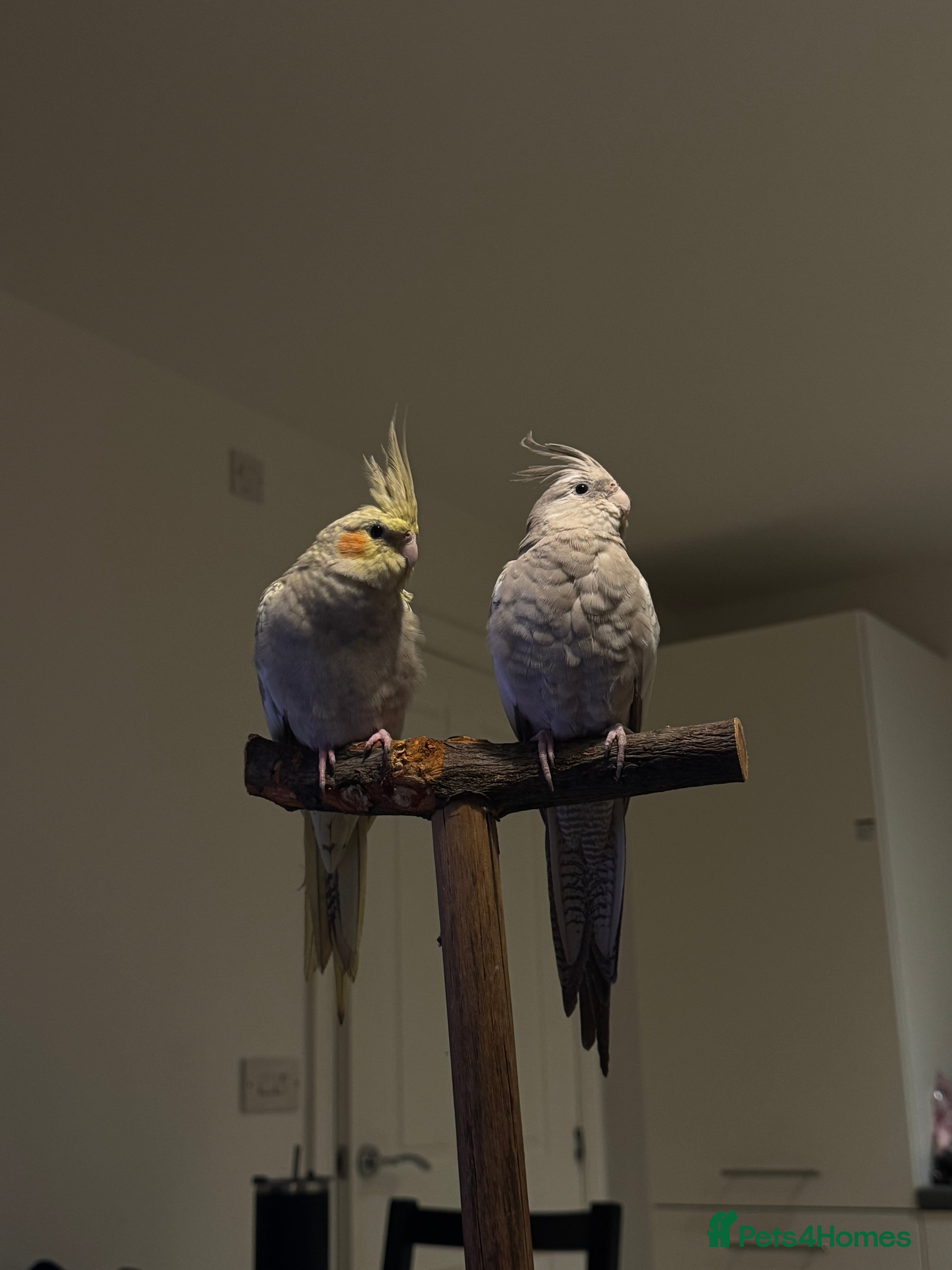 Cockatiels birds Male &amp; female cockatiels - MUST BE SOLD TOGETHER - Advert 3