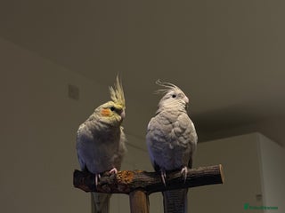 Cockatiels birds Male & female cockatiels - MUST BE SOLD TOGETHER - Advert 3