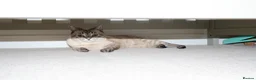 Bengal cats for sale: Loving 5Year Old Cat Looking for Her Forever Home in Harlow - Advert 4