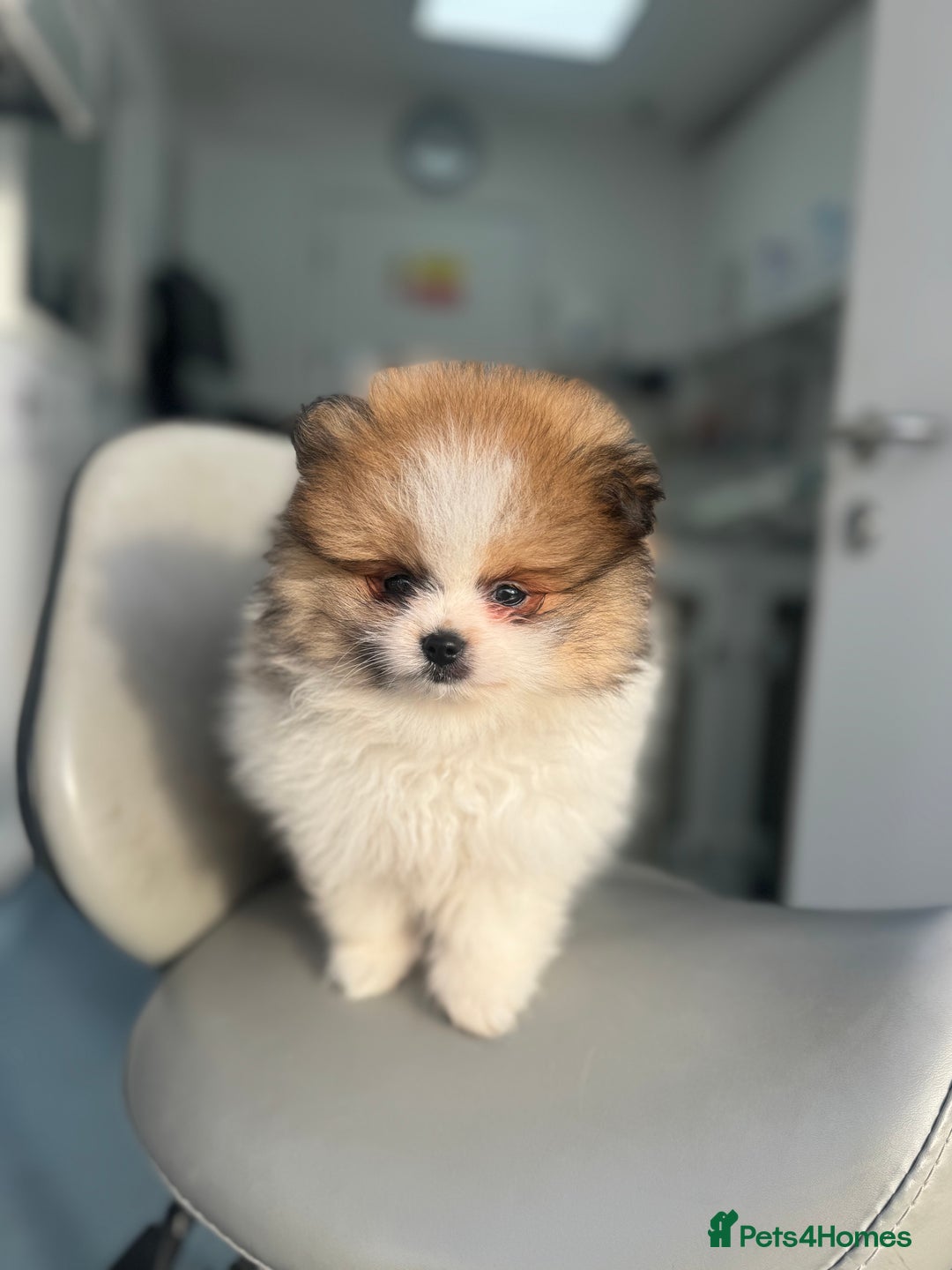 Pomeranian dogs for sale: Unique patterned Pomeranians 🩵 - Advert 4