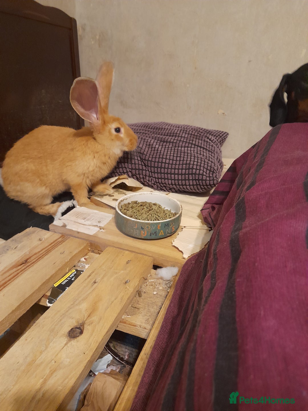 Continental Giant rabbits for sale: Continental rabbit  - Advert 10