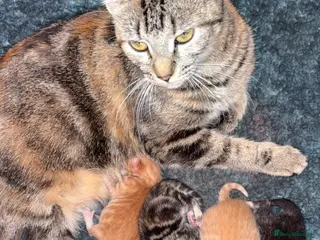 Mixed Breed cats Kittens - Advert 3
