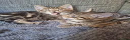 Mixed Breed cats for sale: 2 litters of 2 mommy in Preston - Advert 19