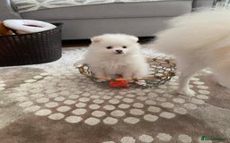 Pomeranian dogs for sale: Lovely Pomeranian - Image 10