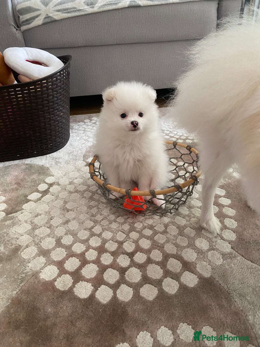 Pomeranian dogs for sale: Lovely Pomeranian - Image 10