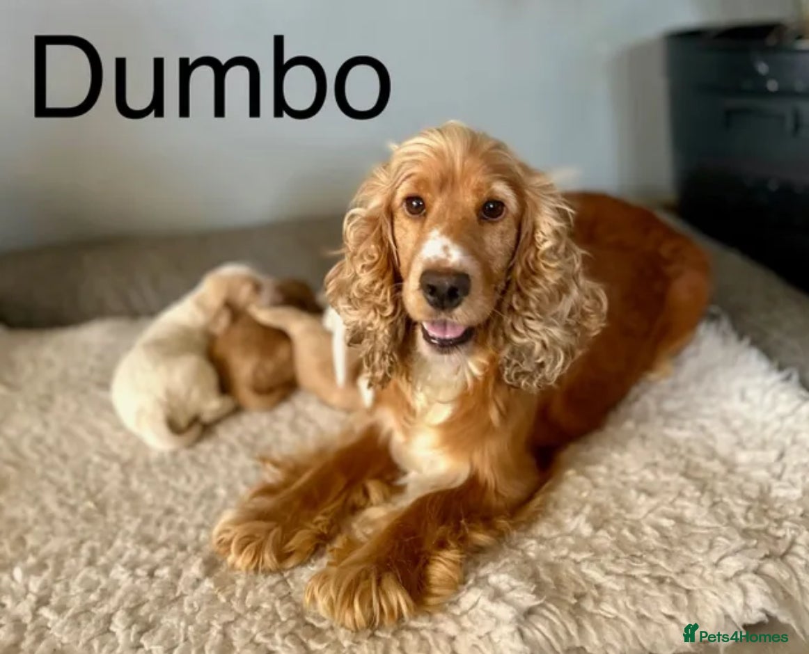 Cocker Spaniel dogs Lemon roan cocker spaniel boy  - Advert 5