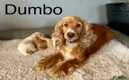 Cocker Spaniel dogs for sale: Lemon roan cocker spaniel boy  - Advert 1