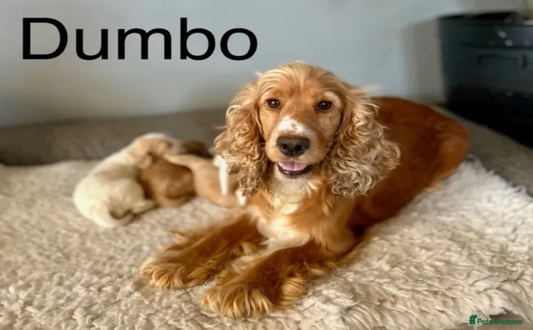 Cocker Spaniel dogs Lemon roan cocker spaniel boy  - Advert 1