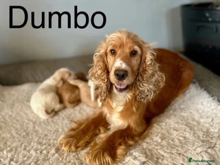 Cocker Spaniel dogs Lemon roan cocker spaniel boy - Advert 1