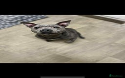 Mixed Breed dogs for sale: Staff babygirl - Aged 5  - Image 2