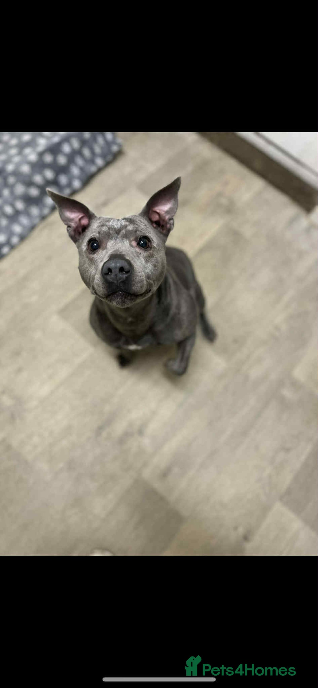Mixed Breed dogs for sale: Staff babygirl - Aged 5  - Image 2