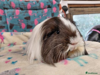 Guinea Pig rodents Baby PE Golden Sisters/Teddy/sheltie retired sows - Advert 3