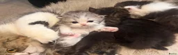Persian cats for sale: Adorable silver tip pure Persian girl  - Advert 2