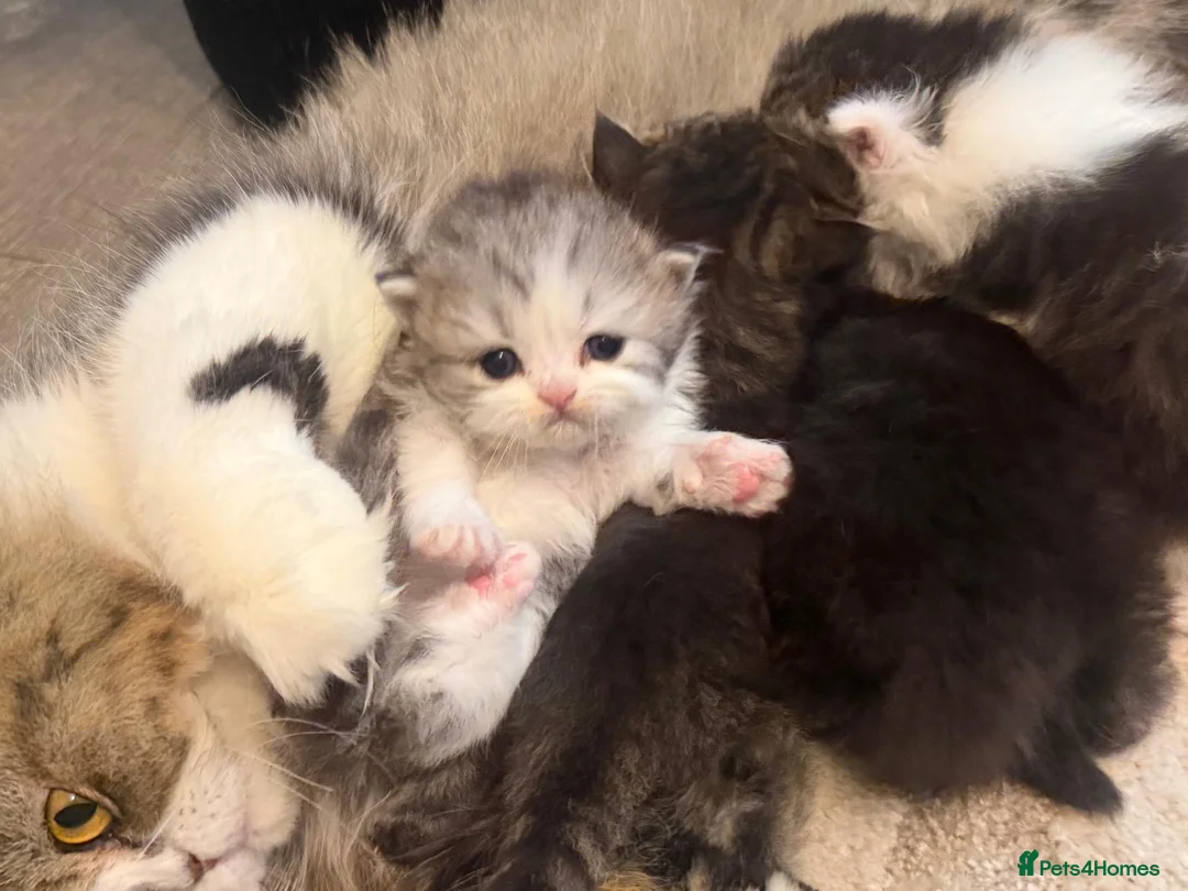 Persian cats for sale: Adorable silver tip pure Persian girl  - Advert 2