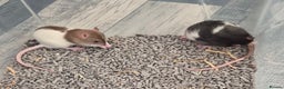 Rat rodents for sale: 2 males rats and set up  - Advert 2